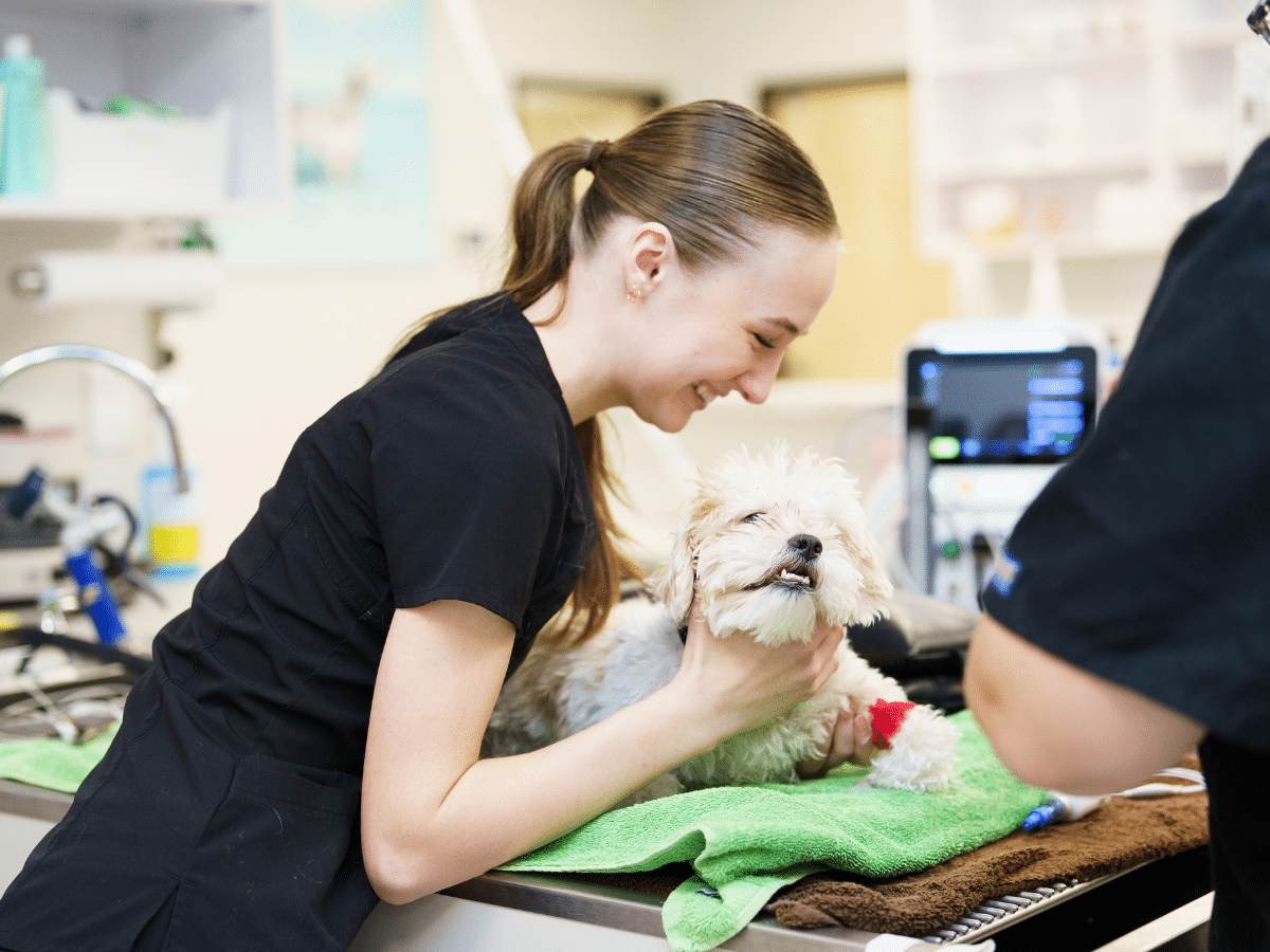 Pet Surgery