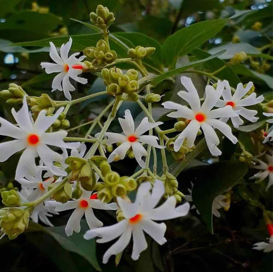 Harsingar Flower (1)